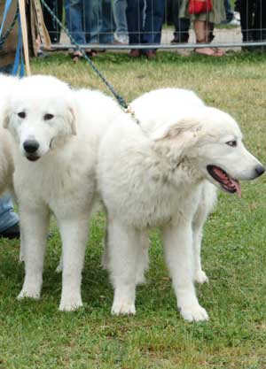La mostra canina a Valle Faul
