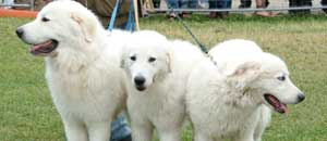 Alcuni cani in mostra a Valle Faul