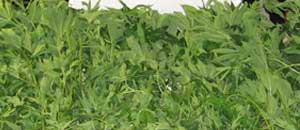 Le piante di marijuana sequestrate