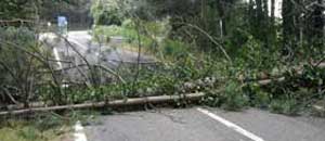 Una pianta caduta sulla strada