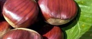 Castagne
