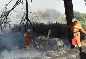 L'incendio nella pineta Palombaro a Montalto di Castro