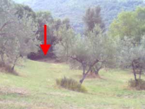 La pantera fotografata dalla Forestale