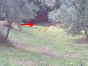 La pantera fotografata dalla Forestale