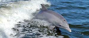 Un delfino