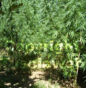La piantagione di marijuana