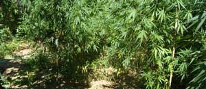 La piantagione di marijuana