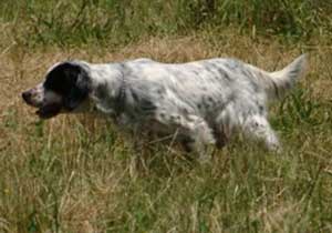 Il setter inglese DIdo