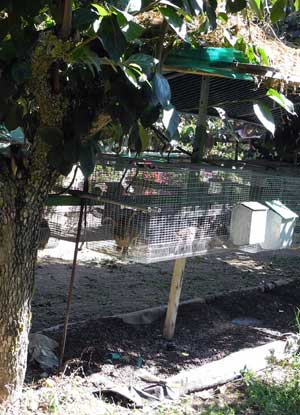 La zona ingrasso