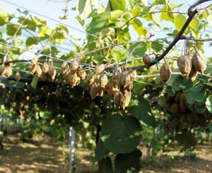 Il cancro dell'actinidia