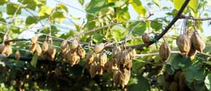 Il cancro dell'actinidia
