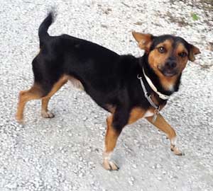 Teo, il cagnolino smarrito