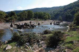La transumanza