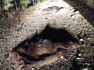 Le pelle di cinghiale