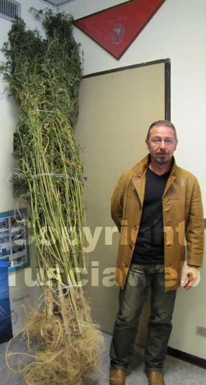 La piantagione di marijuana sequestrata
