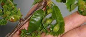 Una pianta infestata dal cinipide