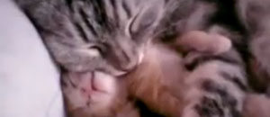 Mamma gatta abbraccia il piccolo