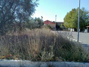 Le erbacce ai giardini pubblici di Via Orazio