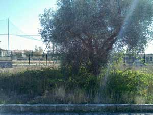Le erbacce ai giardini pubblici di Via Orazio