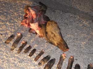 I resti dell'animale 