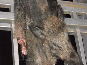 Il cinghiale appeso al cancello