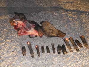 I resti dell'animale