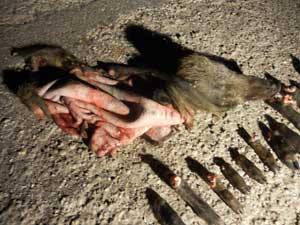 I resti dell'animale 