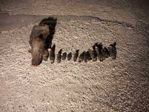 I resti dell'animale 