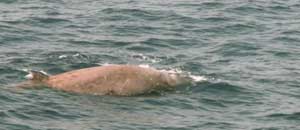 Un delfino zifio a Civitavecchia