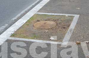 I tigli abbattuti a via della Grotticella