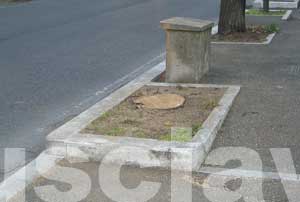 I tigli abbattuti a via della Grotticella