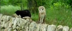 Il gatto e il barbagianni