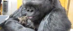 Il gorilla Koko con un gattino