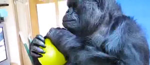 Koko
