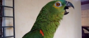 Un pappagallo