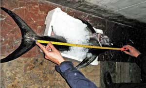 Il pesce sequestrato dalla Capitaneria di Porto