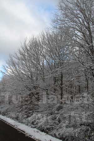 La neve sulla Faggeta
