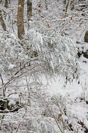 La neve sulla Faggeta
