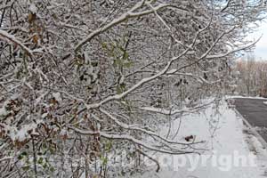 La neve sulla Faggeta