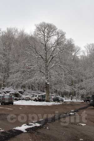 La neve sulla Faggeta