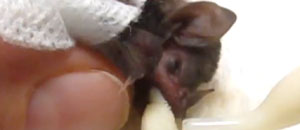 Un cucciolo di pipistrello
