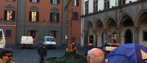 L'albero tagliato a piazza del Comune