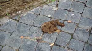 Gli escrementi al centro storico