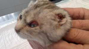 La gattina Nanà dopo le sevizie