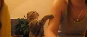 Il gatto che chiama la padroncina