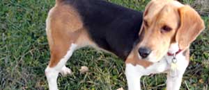Il beagle Pesca