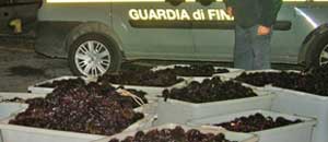 I ricci sequestrati dalla guardia di finanza