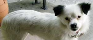 Sansone
