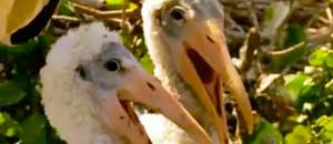 I due uccelli che ridono