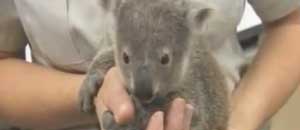 Uno dei due baby koala